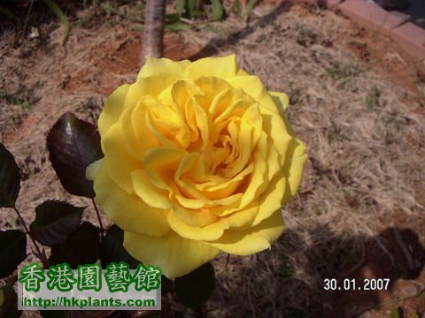 黃玫瑰20070130-1_resize.JPG
