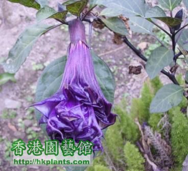 紫花蔓陀蘿