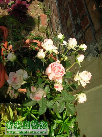 日本玫瑰：白桃妖精