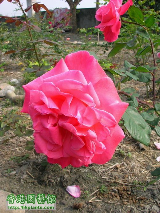 巨大輪玫瑰：南海 約17公分