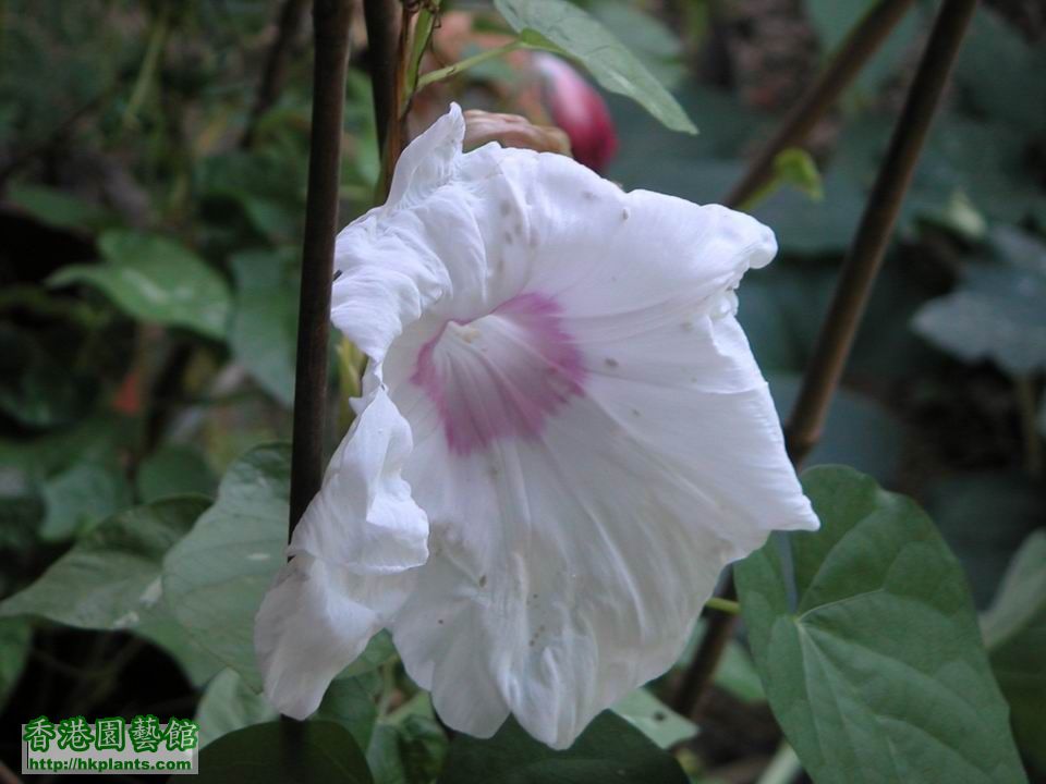 太大的花好容易花瓣開得唔完整。