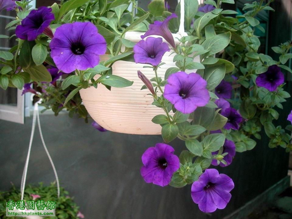花瓣有一種絲絨的感覺，在陽光下會變成紫藍色