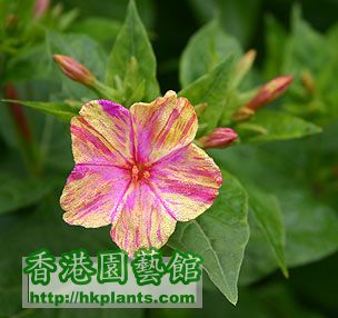 Four O'clock - Mirabilis_jalapa ( 3 ).jpg