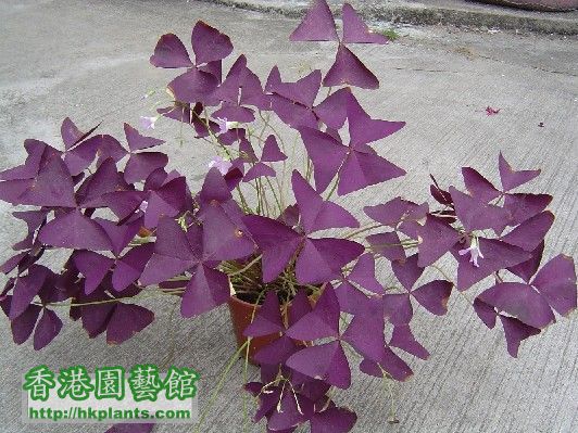 紫葉酢醬草 - 2.jpg
