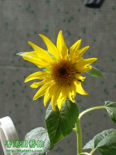 sunflower3