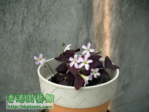 紫葉酢醬草0712043.JPG