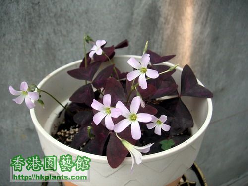 紫葉酢醬草0712044.JPG