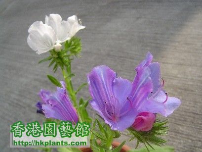 紫盆花 - 9 Dec 2007 ( 1 ).jpg