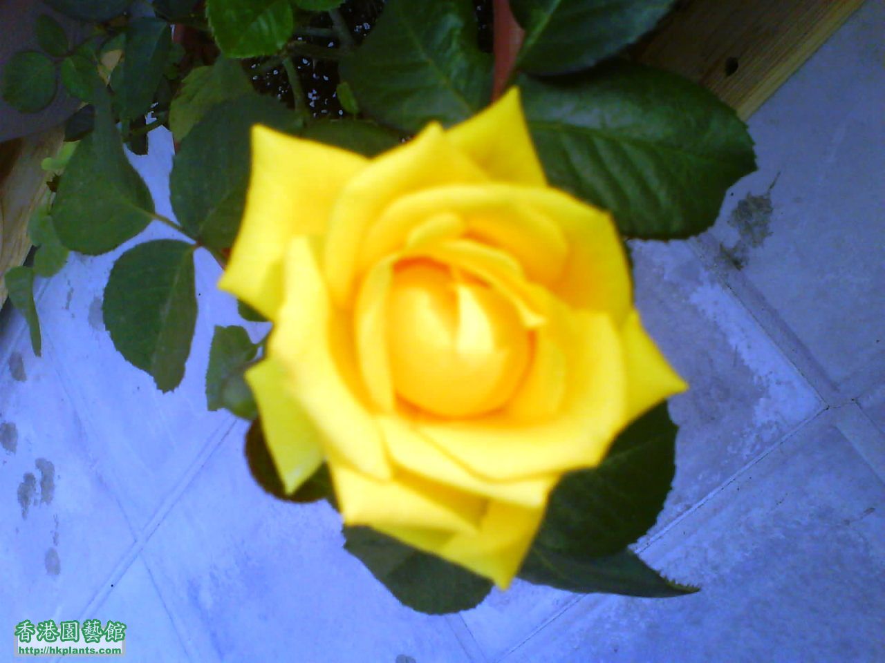 大玫瑰-黃色.JPG