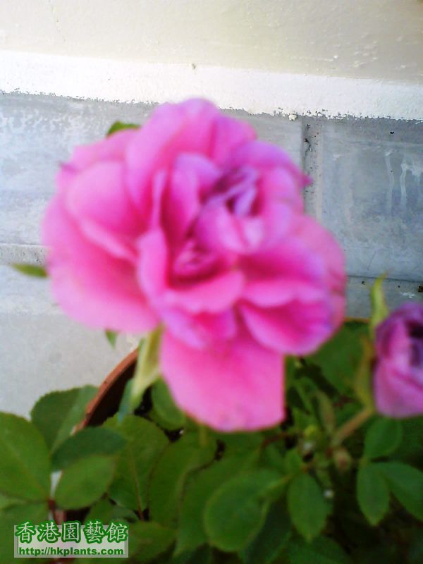 玫瑰1.JPG