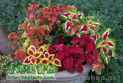 彩葉草（Coleus）奇才系列混色2.jpg