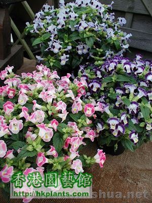 夏堇（Torenia）小醜系列混色.jpg