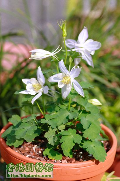 Aquilegia flabellata