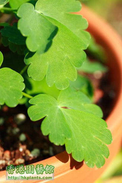 Aquilegia flabellata