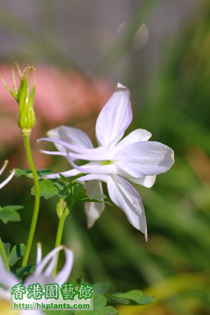 Aquilegia flabellata