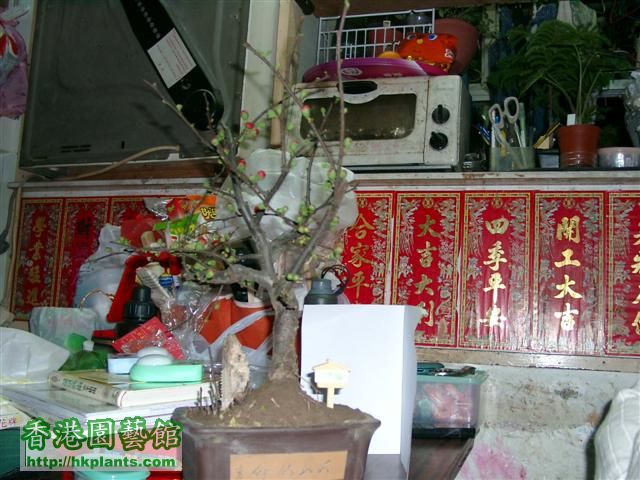 日本海棠---小塔山邊的大樹