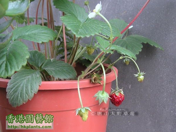 曆山大野草莓0803221.JPG