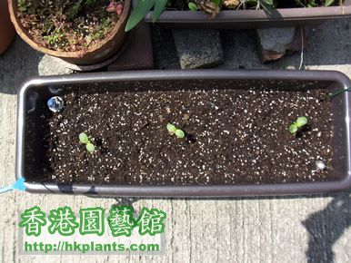 24/3 Totally 3 seedlings