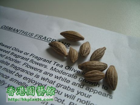 seeds1.JPG
