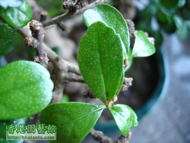 The white dots on the leaves are the fur I'm referring to. They are on all leaves of the bonsai