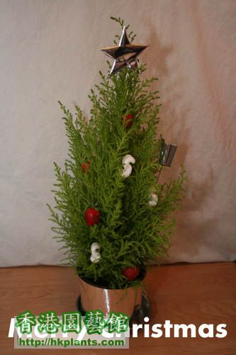 christmastree2008.JPG