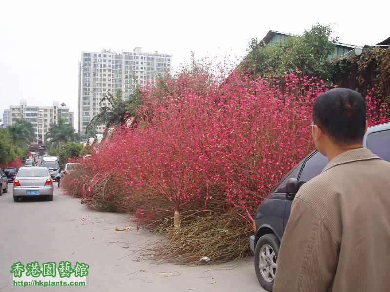 遠處望好靚的"假桃花"...