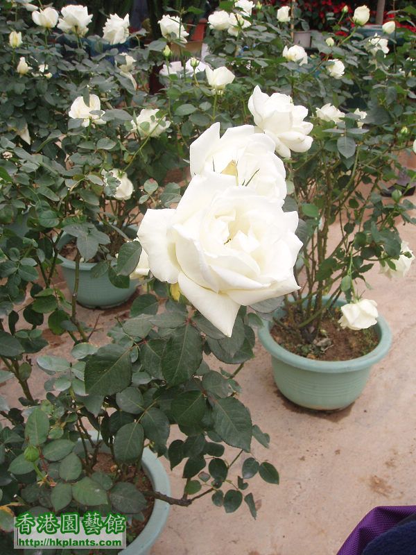 白玫瑰...