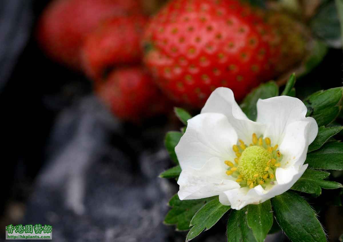 strawberry flower 2.jpg