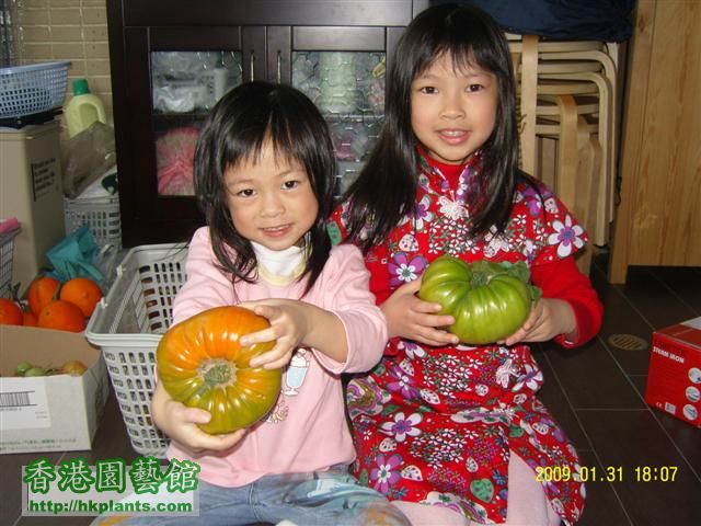 2姐妹說未見過咁大的蕃茄