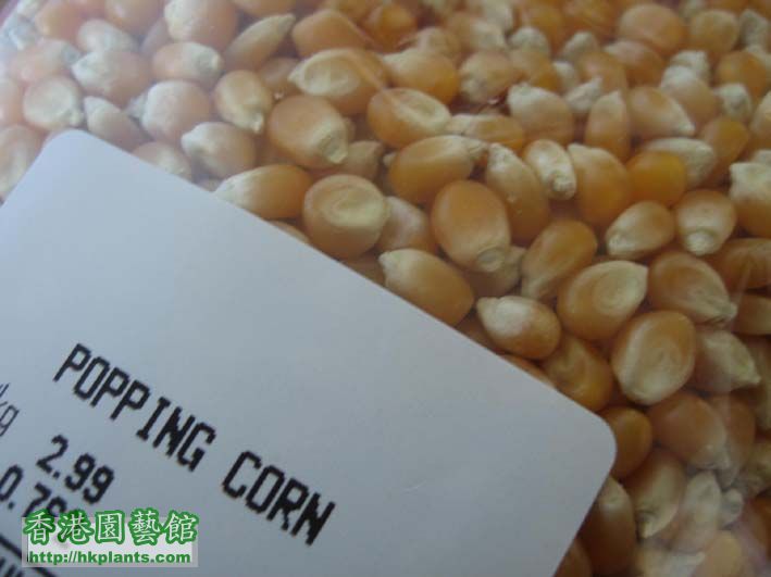 popping corn.jpg