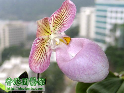 Paphiopedilum-micranthum.jpg