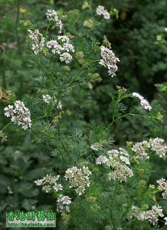 芫荽花(種籽)