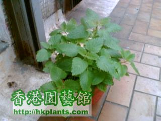 薄荷081202.jpg