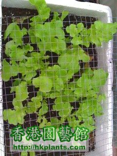 salad lettuce
