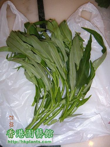 少量通菜