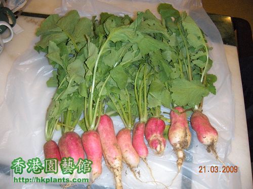 前日收o既蘿蔔(Radish - French Breakfast)