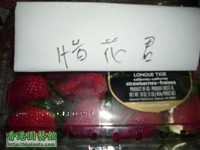 草莓盒1.JPG