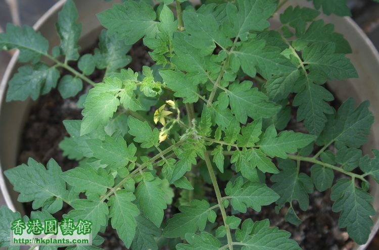 迷你蕃茄仔亦開花囉