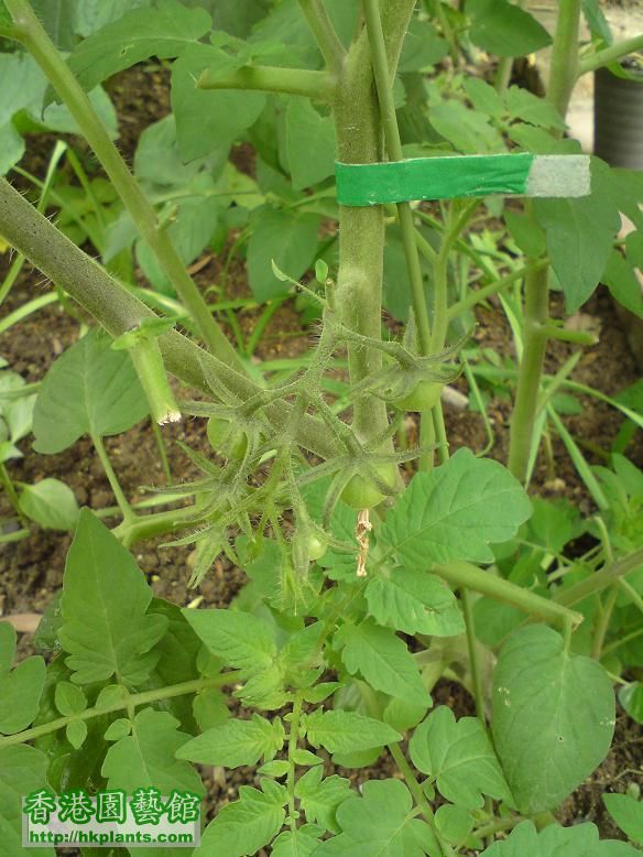 蕃茄仔都結果(有好多丫同花)