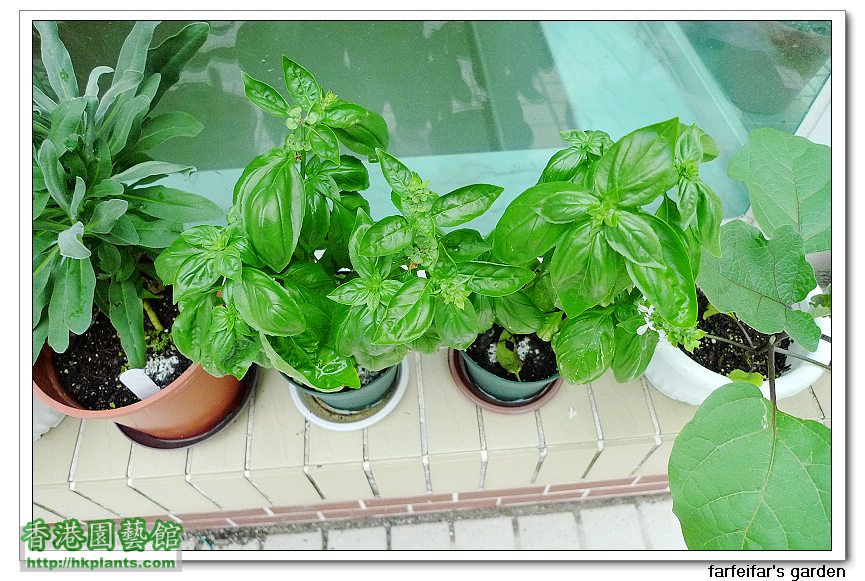 sweet basil