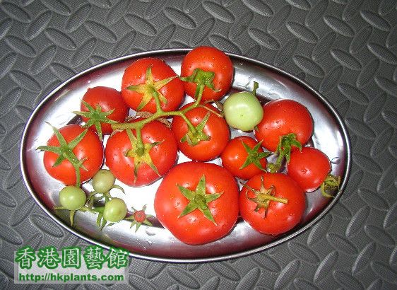 Tomato-09.JPG