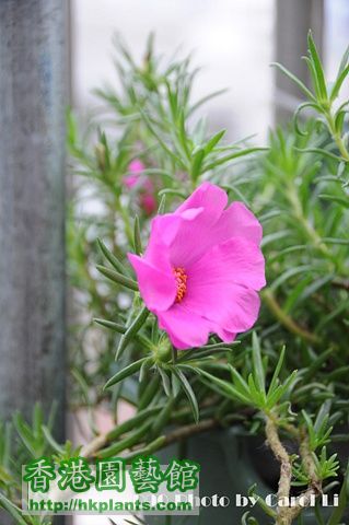 松葉牡丹每日都有花開