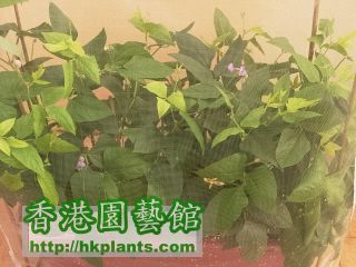 又係今日先開花嘅冇架豆