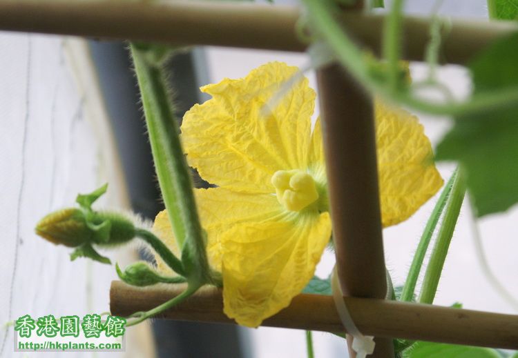 今日授粉嘅節瓜花