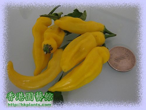 0811 hotlemon chili.jpg