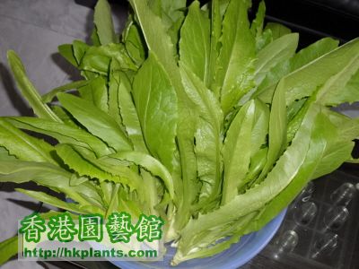 食過好多次嘅油麥菜,睇怕都係遲吓先再種啦