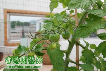 Tomato---Black Cherry