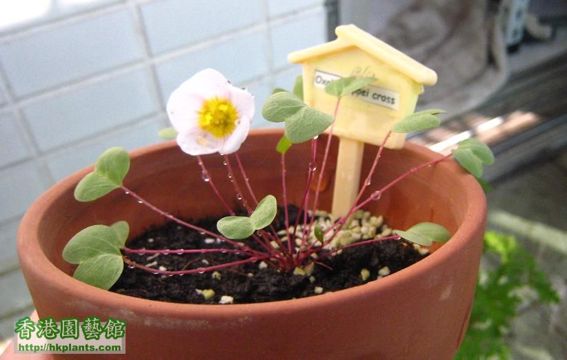 Oxalis depper cross-開花.JPG