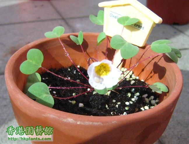 Oxalis depper cross-開花2.JPG