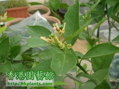 我棵橙樹都開花結果喎,不過唔知今次得唔得呢